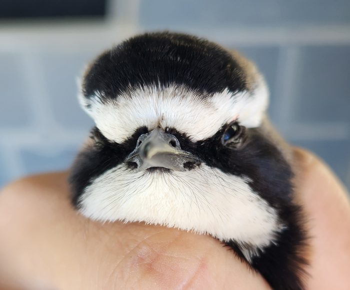 Capped Wheatear - Bird ringing at Nuwejaars April 2026