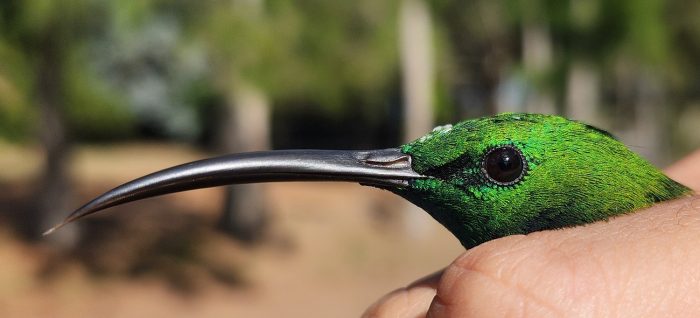 Malachite Sunbird bill -Bird ringing at Nuwejaars April 2026