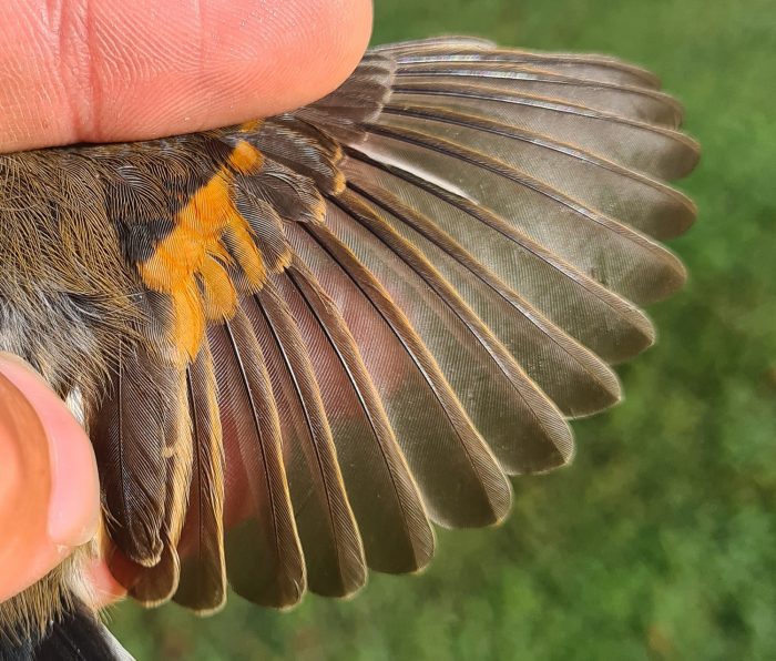 Cape Batis - Bird ringing at Nuwejaars April 2026