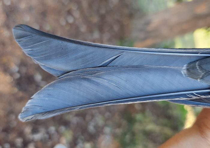 Forked tail of Fork-tailed Drongo
