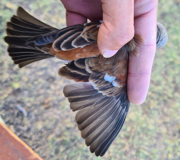Southern Grey-headed Sparrow