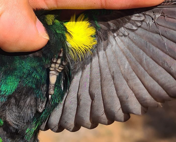 Malachite Sunbird pectoral tufts