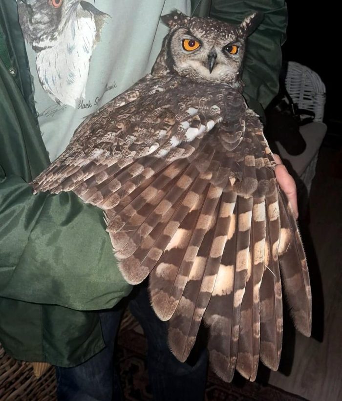 Spotted Eagle Owl - Bird ringing at Nuwejaars April 2026