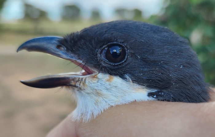 Southern Fiscal - Bird ringing at Nuwejaars April 2026