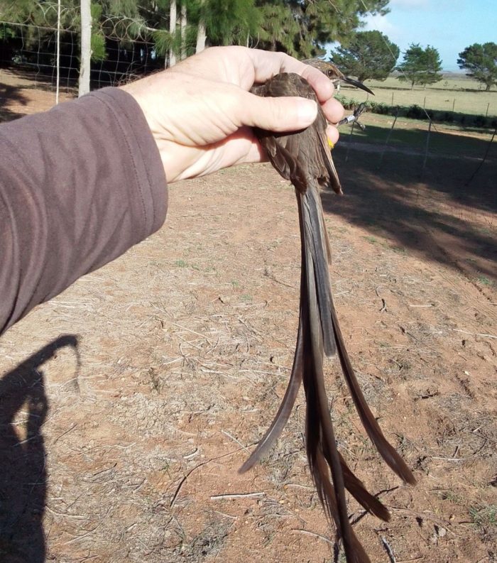 Cape Sugarbird - Bird ringing at Nuwejaars April 2026