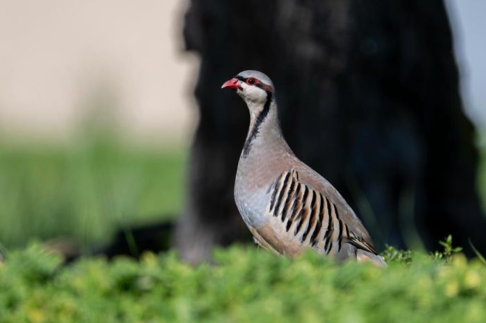 Chukar Parttidge on Robben Island
