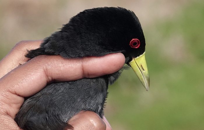 Black Crake : Bird ringing at Strandfontein Sewage Works 24 May 2026