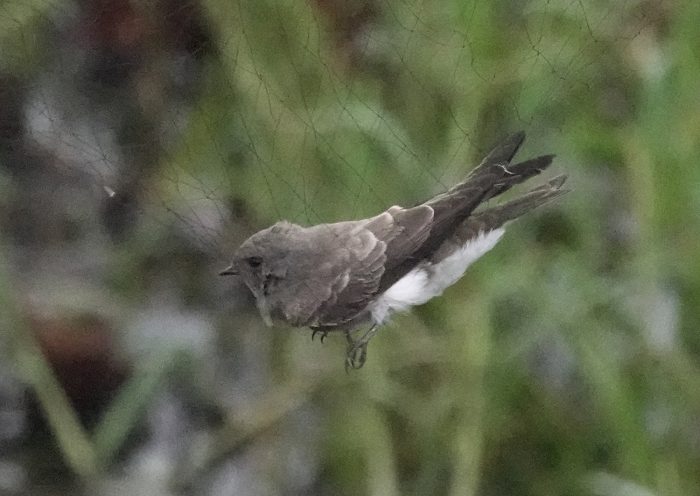 Brown-throated Martin : Bird ringing at Strandfontein Sewage Works : 24 May 2026