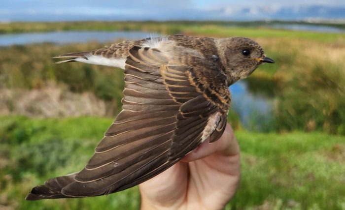 Juvenile Brown-throated Martin