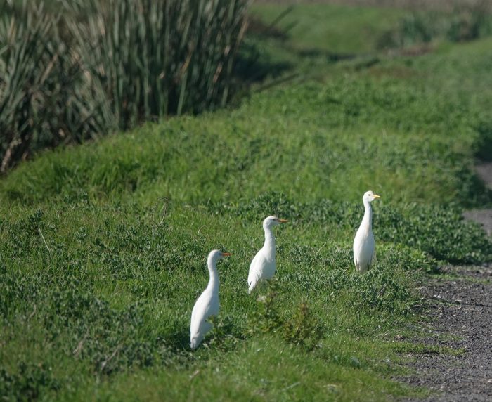 Cattle Egret