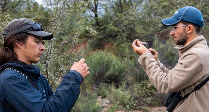 Bird ringing Ouberg May-June 2026