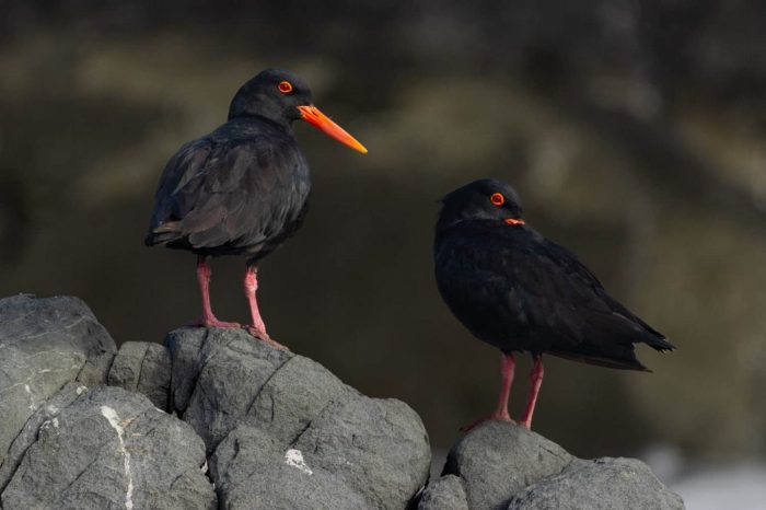 African Oystercatcher count June 2026