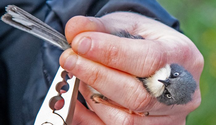 Bar-throated Apalis  Bird ringing Ouberg May-June 2026