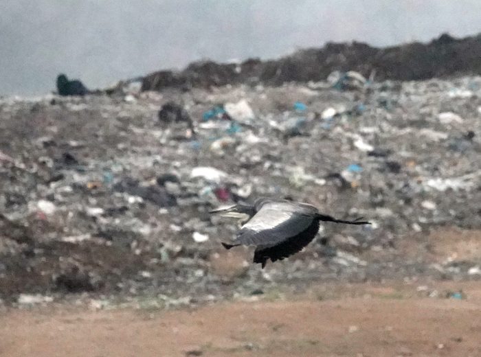 Black-headed Heron : Muizenberg Rubbish Dump