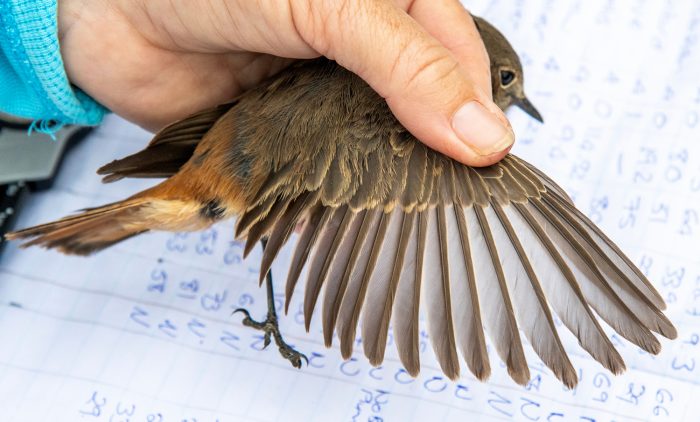 Familiar Chat : Bird ringing Ouberg May-June 2026