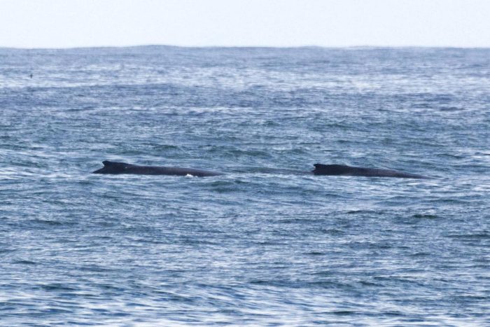 Humpback wales during African Oystercatcher count June 2026