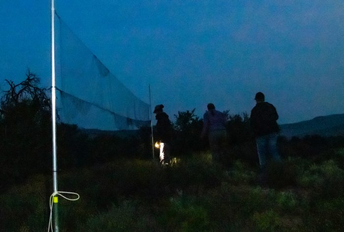 Mist net : Bird ringing Ouberg May-June 2026