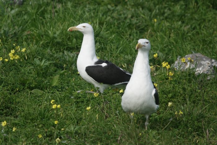 Kelp Gulls in the flowers