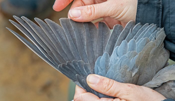 Laughing Dove wing : Bird ringing Ouberg May-June 2026
