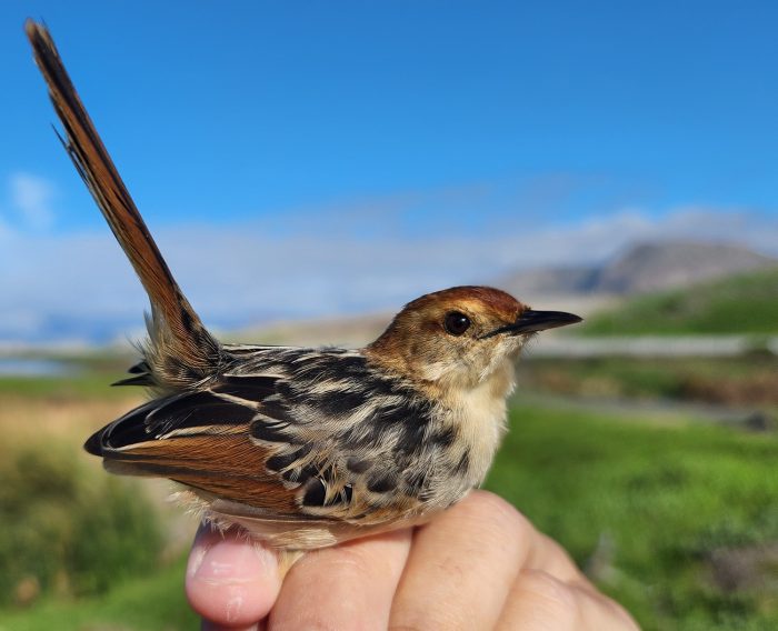 Levaillant's Cisticola : Strandfontein Sewage Works
