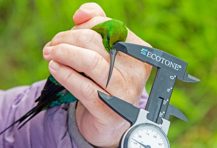 Measuring the bill of a Malachite Sunbird male : Bird ringing Ouberg May-June 2026