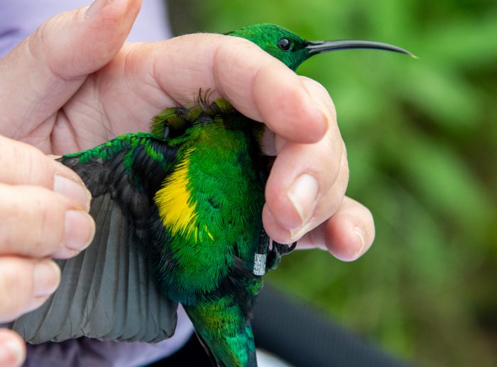 Male Malachite Sunbird showing his yellow bragging rights : Bird ringing Ouberg May-June 2026