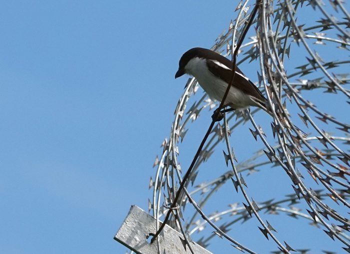 South Fiscal at the prison