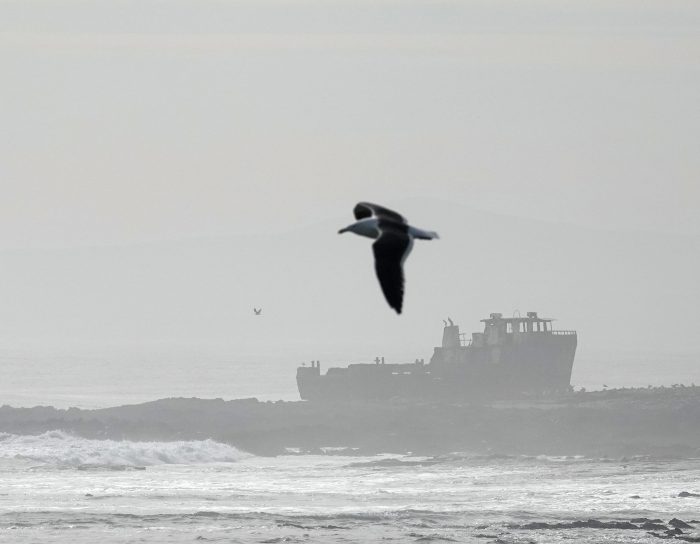 Sea Challenger : African Oystercatcher count June 2026