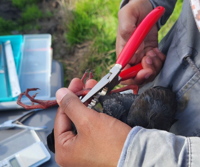 Black Crake : Bird ringing at Strandfontein Sewage Works : 24 May 2026