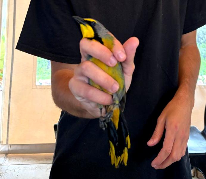 Bokmakierie : Bird ringing Ouberg May-June 2026