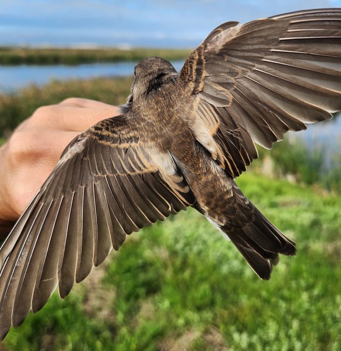 Juvenile Brown-throated Martin
