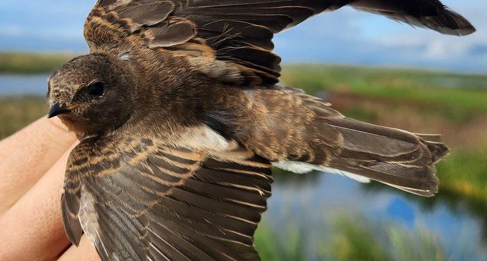 Juvenile Brown-throated Martin : Bird ringing at Strandfontein Sewage Works : 24 May 2026