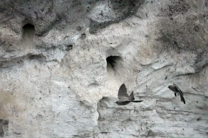 Brown-throated Martin at nests