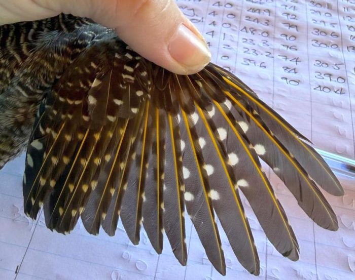 Cardinal Woodpecker : Bird ringing Ouberg May-June 2026