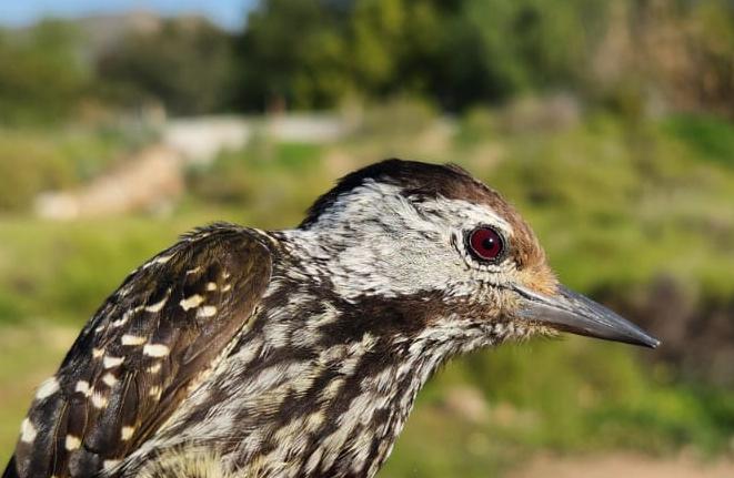 Cardinal Woodpecker : Bird ringing Ouberg May-June 2026