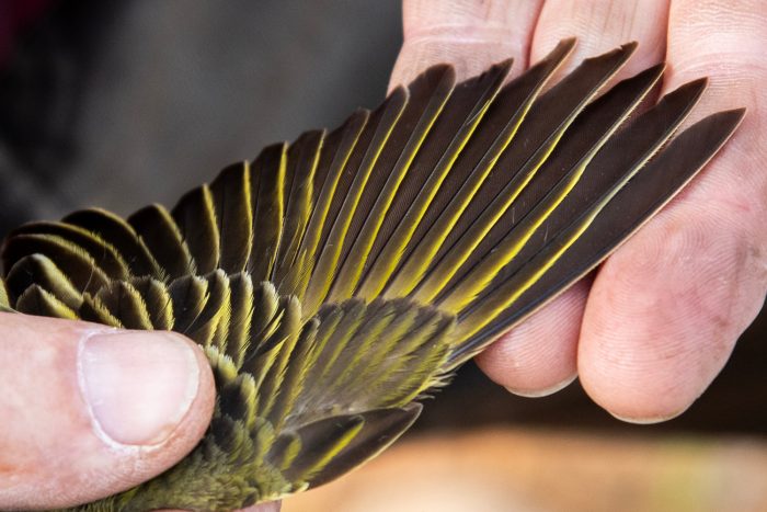 Cape Weaver : Bird ringing Ouberg May-June 2026