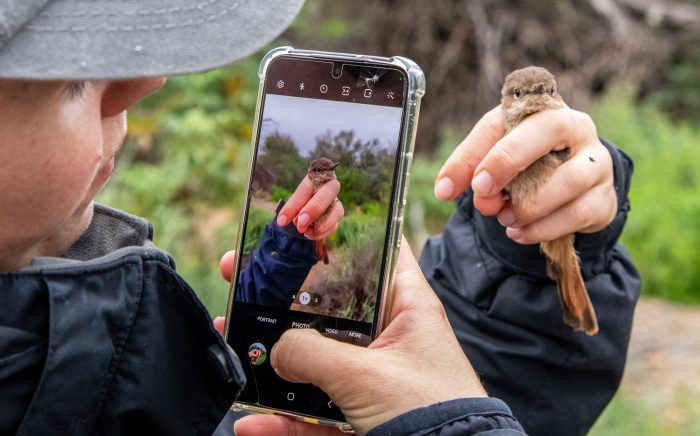 Familiar Chat : Bird ringing Ouberg May-June 2026