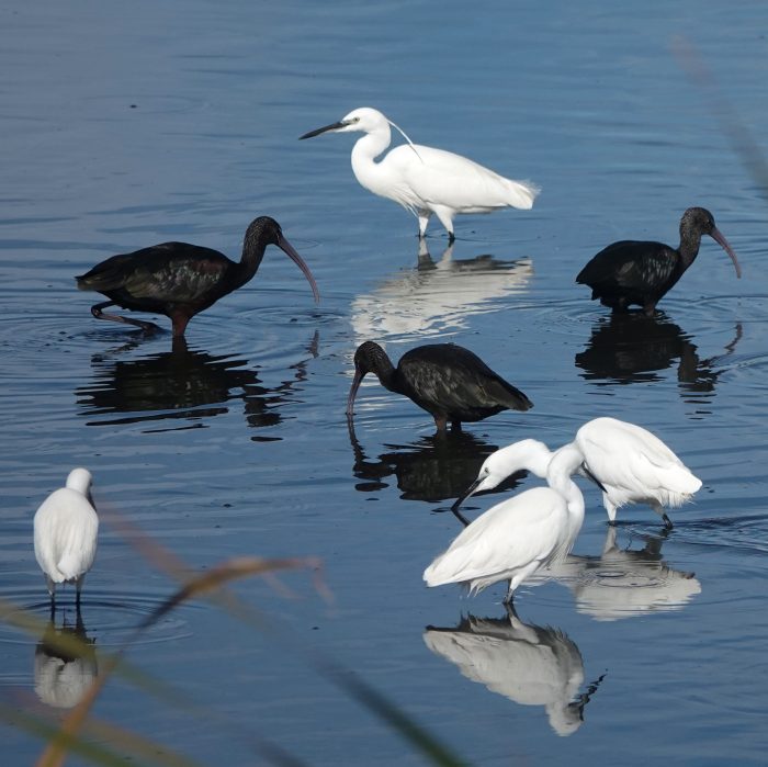 Glossy Ibis, Little Egreat