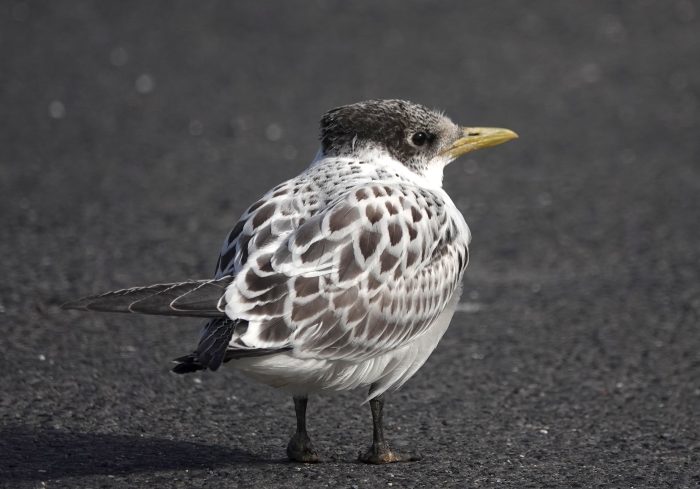 Swift Tern fledgling : African Oystercatcher count June 2026
