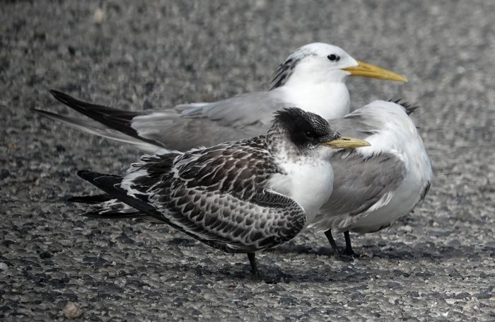 Compare the sizes of the adult and the chcik, especially the bill length: African Oystercatcher count June 2026