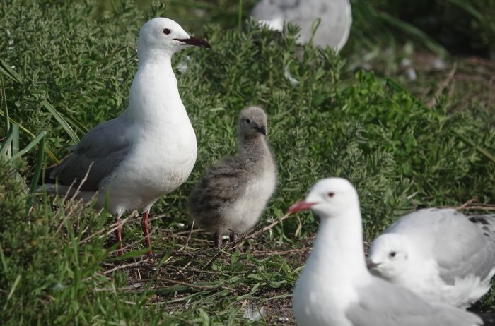 Hartlaub's Gull and chick