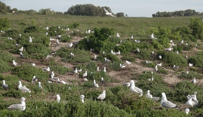 Hartlaub's Gull colony