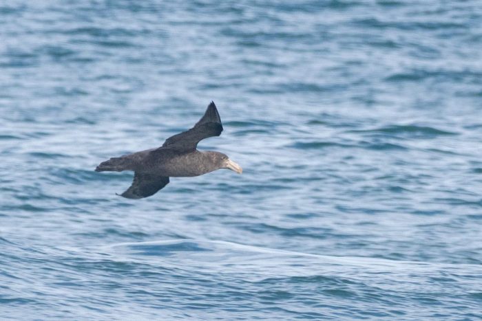 Northern Giant Petrel