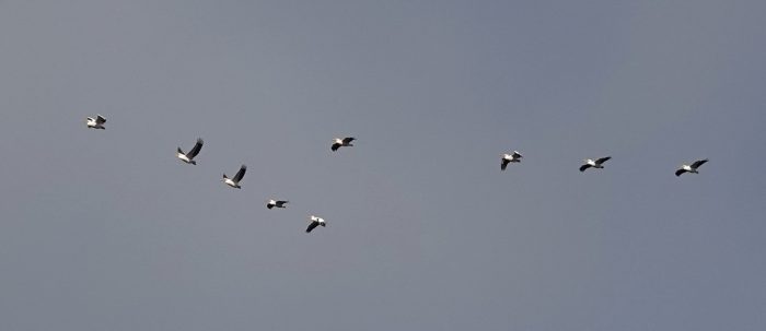 Geat White Pelican