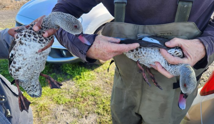 Cape Teal : Bird ringing at Strandfontein Sewage Works : 24 May 2026