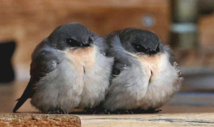Rock Marints : Bird ringing Ouberg May-June 2026