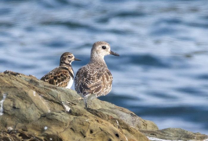 Ruddy Tutnstone (left) and Grey Plover(right) : African Oystercatcher count June 2026
