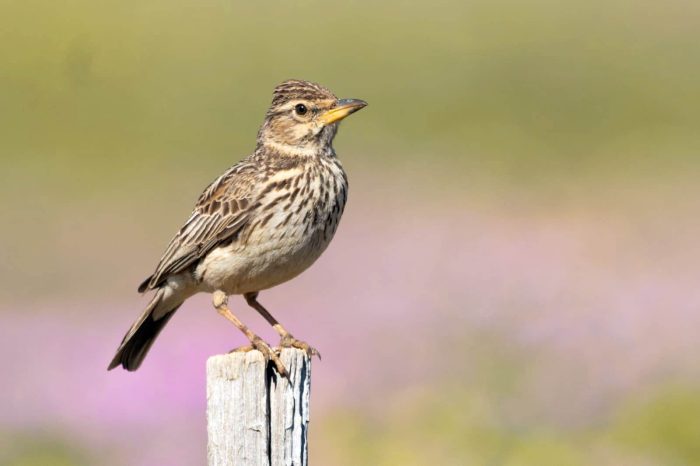 Large-billed Lark in the Maskam