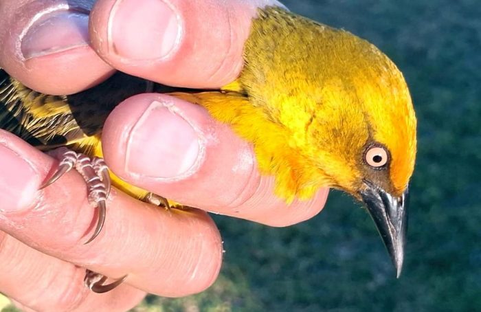 Cape Weaver - ringing at Botuin
