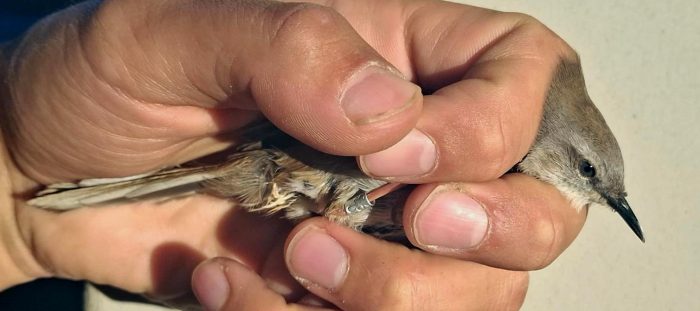 Namaqua Warbler - Bird ringing near the Maskam